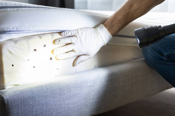 Best Pest Removal Services  in Barker Heights, NC